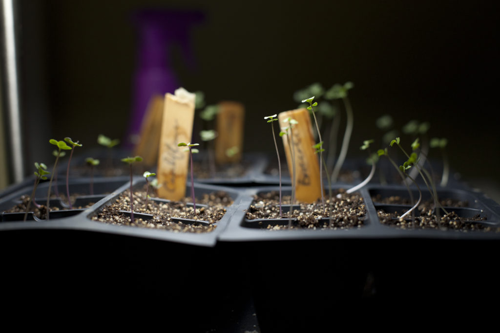 starting-seedlings