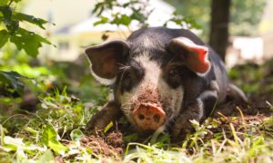Read more about the article Raising Pigs on Electric Fence