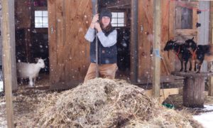 Read more about the article Caring For Goats in the Winter