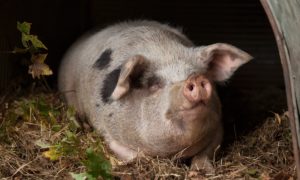 Read more about the article Preparing Big Marie for Her First Farrowing