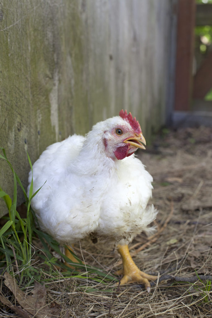 Why We Raise Ranger Chickens For Meat And Not Cornish Cross The