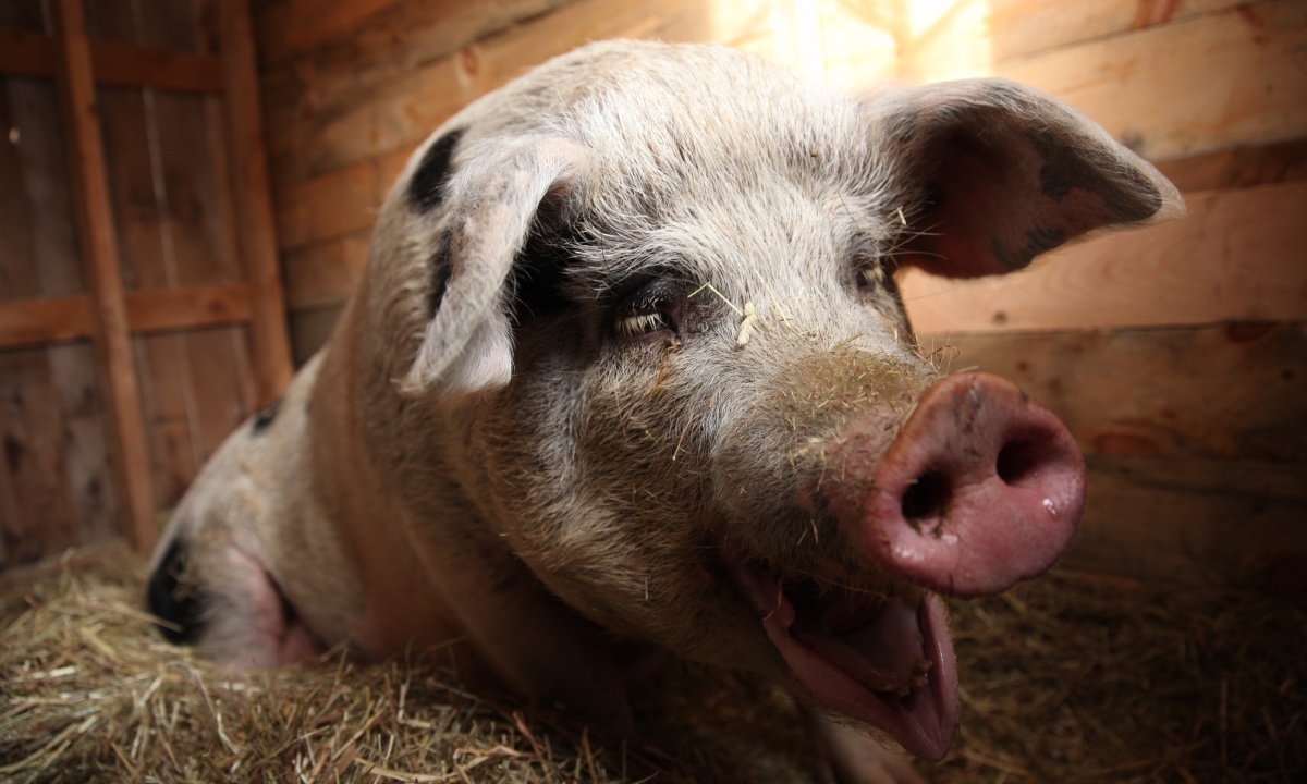 Read more about the article Building a Farrowing House
