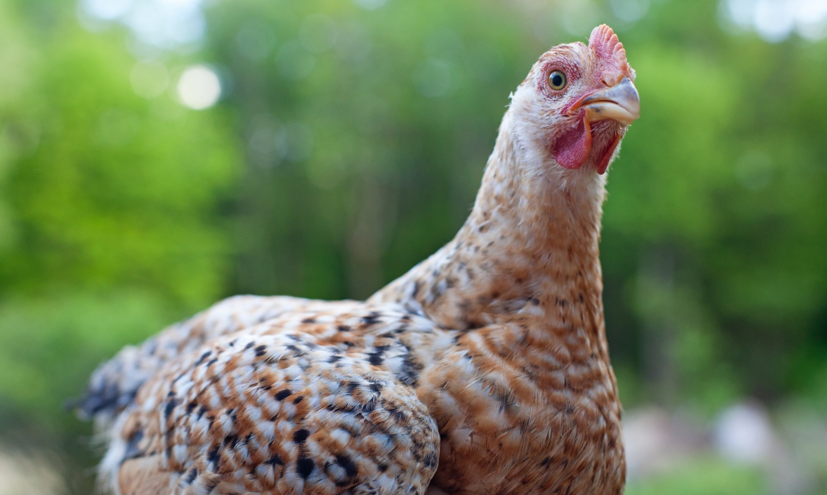 Read more about the article Why We Raise Ranger Chickens for Meat and not Cornish Cross
