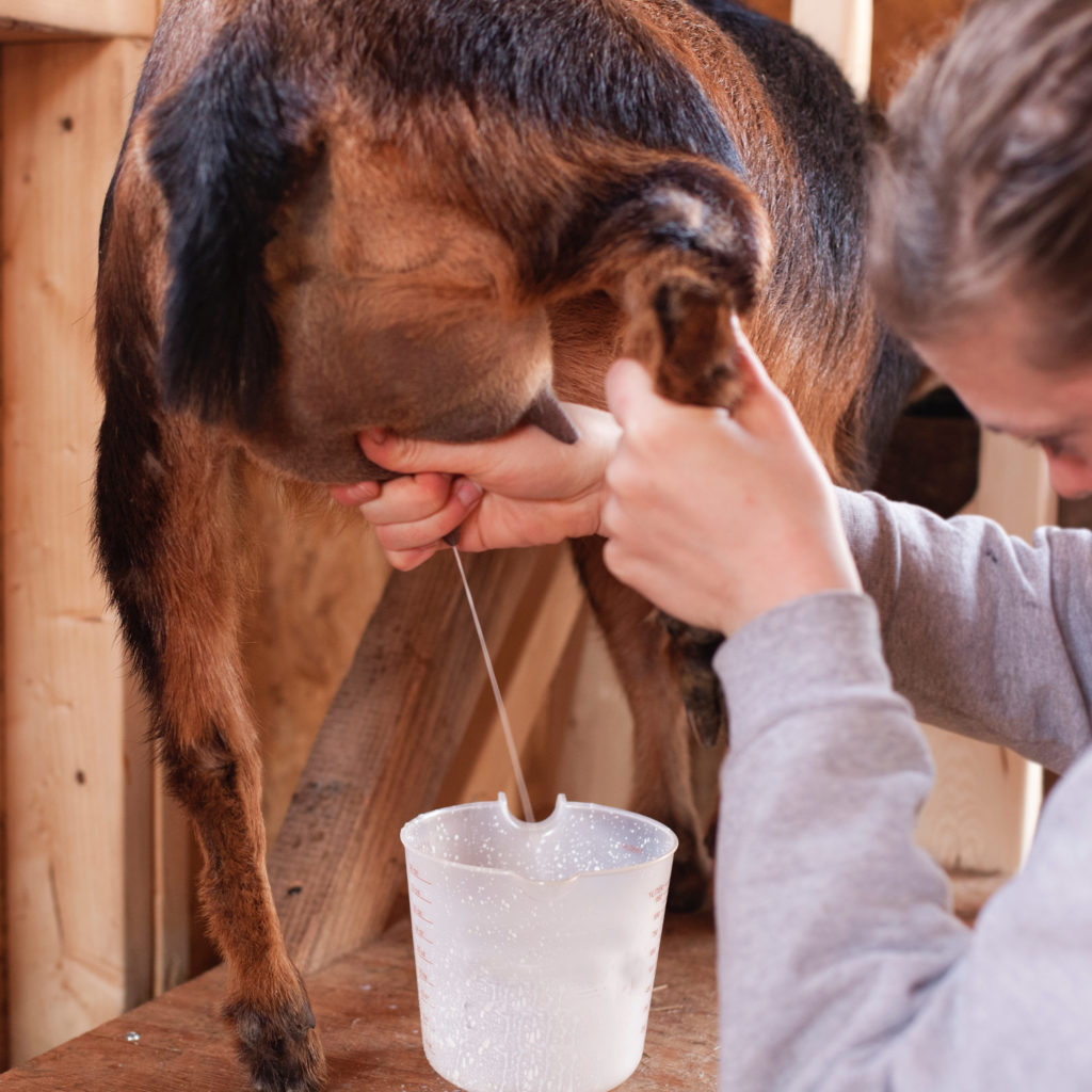 milking-goats