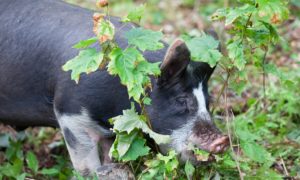 Read more about the article Finishing Pigs in the Fall