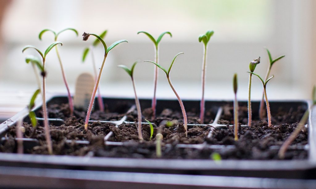 Thinning Tomato Seedlings – The Modern Day Settler