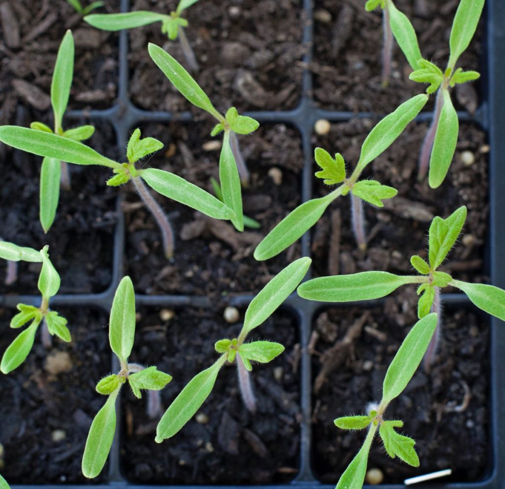 tomato seedlings