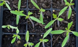 Read more about the article Thinning Tomato Seedlings
