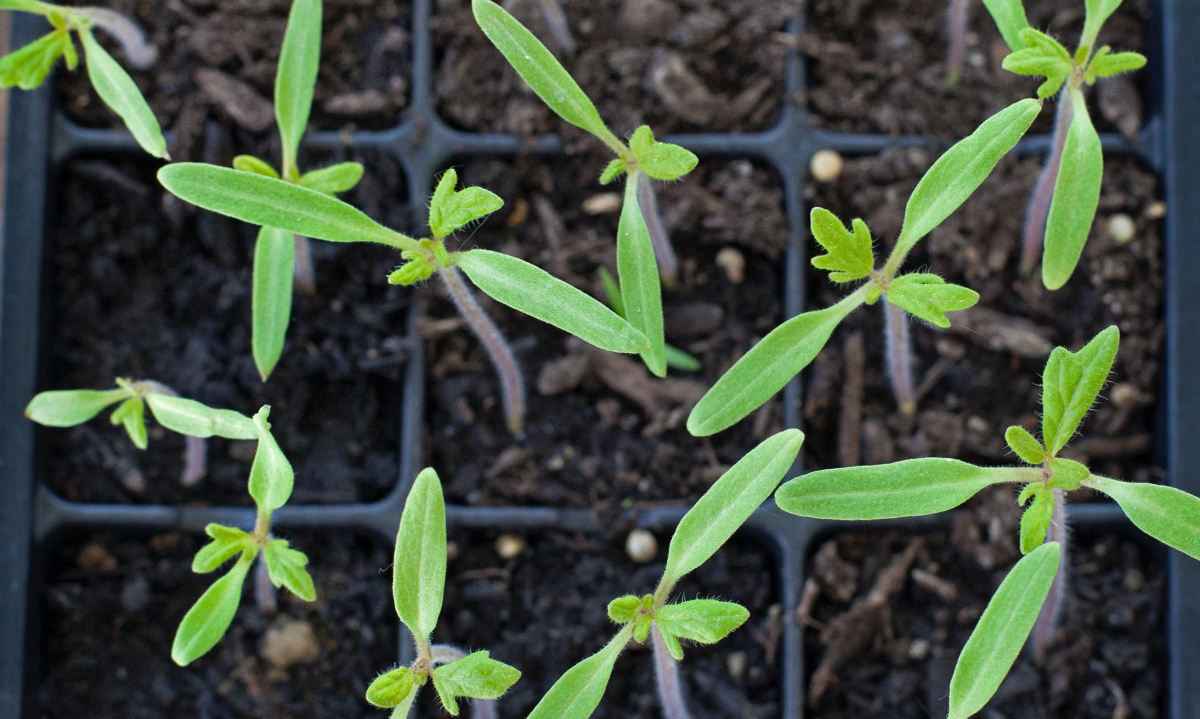 Read more about the article Thinning Tomato Seedlings