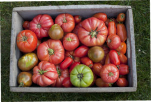 Start Heirloom Tomatoes from Seed – The Modern Day Settler