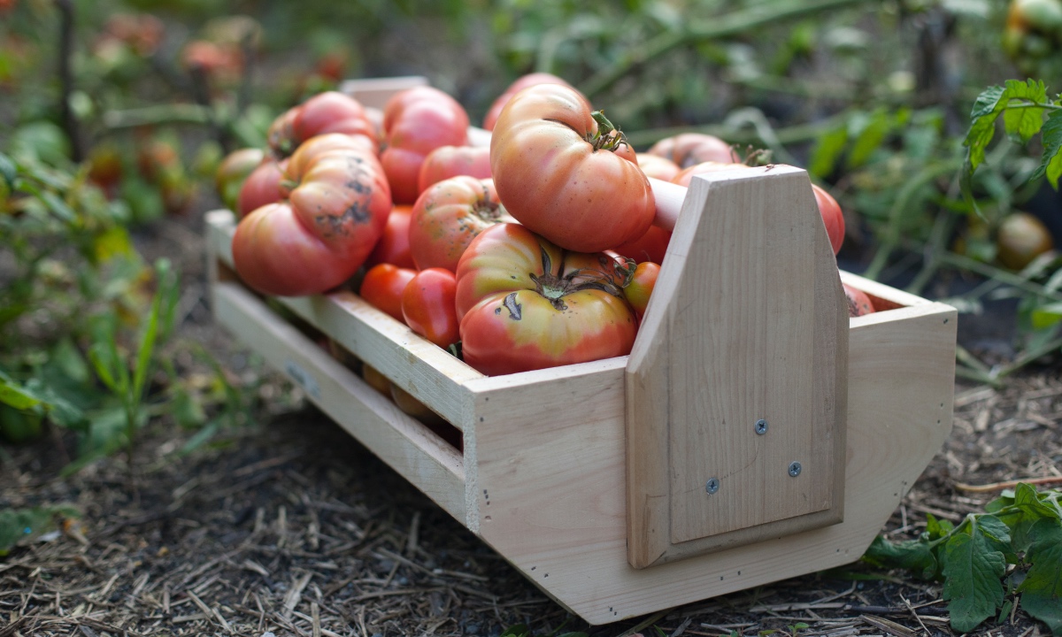 Read more about the article Start Heirloom Tomatoes from Seed