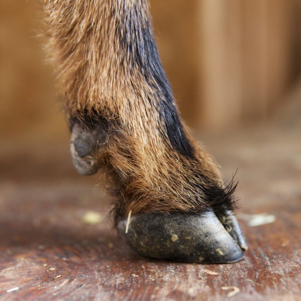 How To Trim a Goat’s Hooves The Modern Day Settler