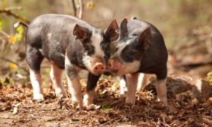 Read more about the article Turning Woods into Pasture with Pigs