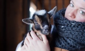 Read more about the article What You Should Know Before Getting Goats