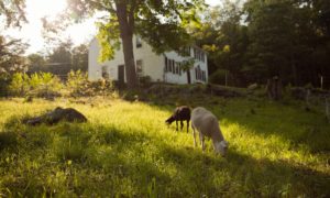 Read more about the article How We Turned Woods into Sheep Pasture