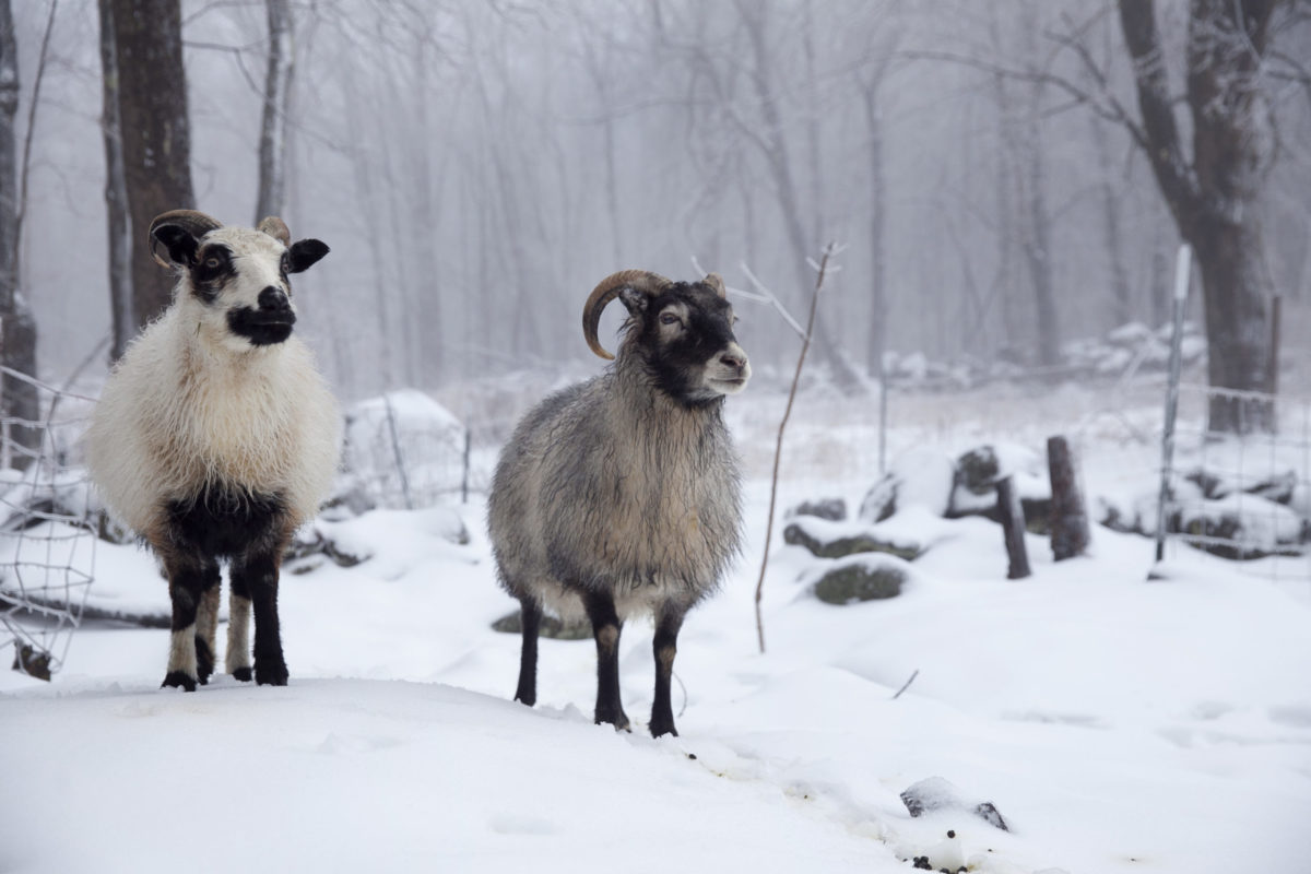 icelandic-sheep-for-sustainable-meat-the-modern-day-settler