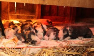 Read more about the article New Farrowing House Design