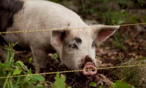 Read more about the article How Much Does it Cost to Raise a Pig for Meat?