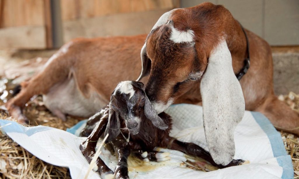 what-do-you-do-when-goat-kids-are-born