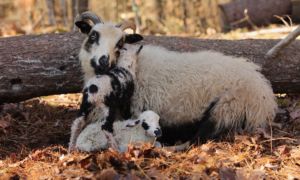 Read more about the article Stimpla’s First (Assisted) Lambing