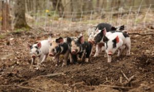 Read more about the article How To Care for Piglets: From Birth to Weaning