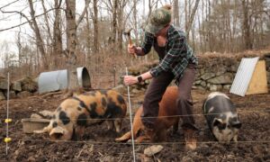 Read more about the article Train Piglets on Electric Fence