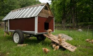 Read more about the article Mobile Chicken Coop – from Brooder to Butcher