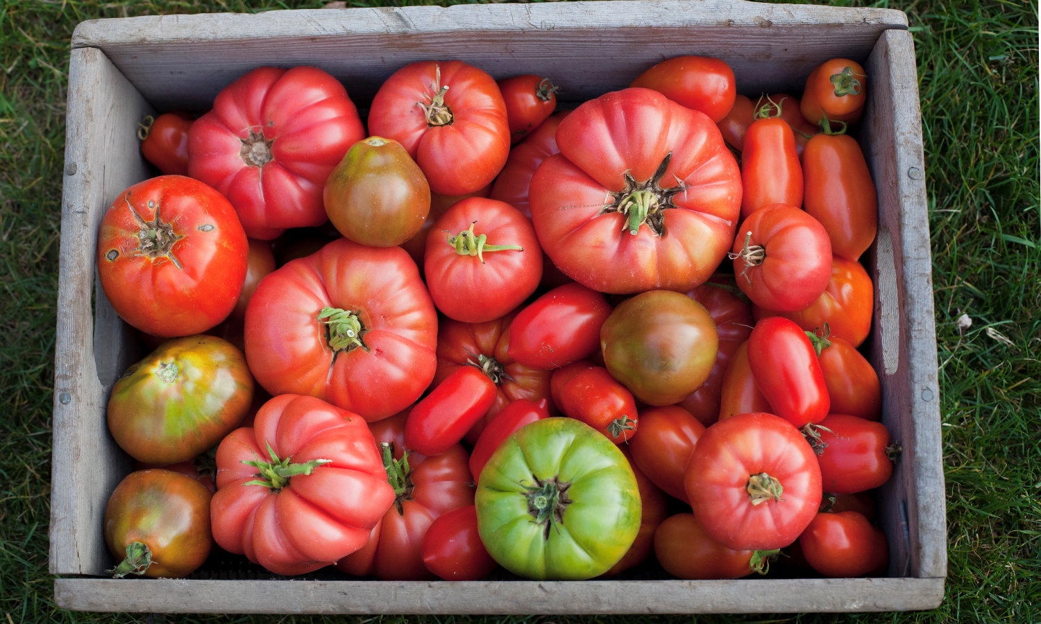 Read more about the article Ways To Preserve Tomatoes