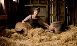 Read more about the article Farrowing Kit