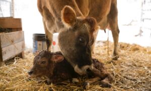 Read more about the article LIVE Calving – Lassie Giving Birth