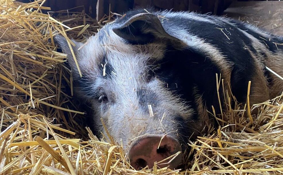 Read more about the article Making the Hard Culls